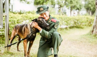 神犬奇兵电视剧剧情（电视剧《神犬奇兵》剧情）