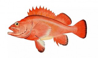 红鱼是什么鱼 淡水红鱼是什么鱼