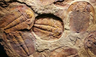 化石形成 化石形成需要多长时间