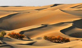 被称为死亡之海的沙漠是（被称为死亡之海的沙漠是哪里）