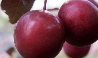 红叶李的果子能吃吗有毒吗 红叶李的果子能吃吗