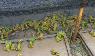 雨蛙怎么养 家养雨蛙