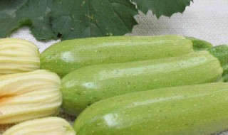 角瓜的营养价值 角瓜的营养价值及功效作用