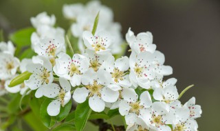 如何种植黄花梨（黄花梨怎样种植才出格）