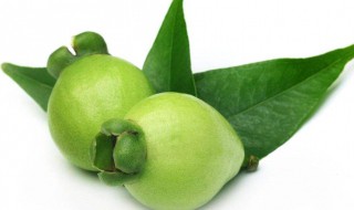 蒲桃的营养价值 蒲桃的作用和功效中药名字