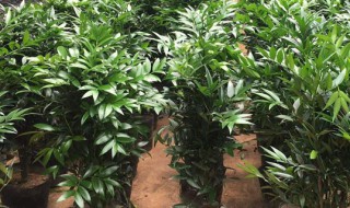 兴旺竹图片 兴旺竹的养殖方法和注意事项