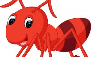 屋里有蚂蚁怎么彻底根除 杀虫剂能杀死蚂蚁吗