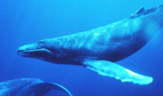 关于鲸鱼的资料 关于鲸鱼的资料有哪些500字