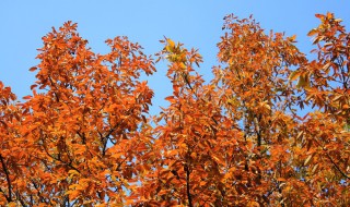 关于秋天的散文名家名篇 关于秋天的散文