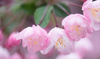 海棠花花语（海棠花花语 寓意）