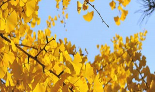关于秋天的诗歌 关于秋天的诗歌现代诗