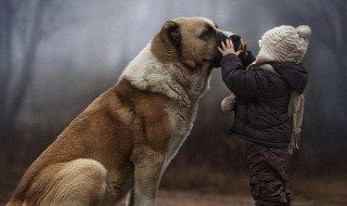 大型犬有哪些 性格温顺的大型犬有哪些