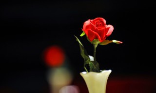 玫瑰花最经典的诗句 玫瑰花最经典的诗句折得玫瑰花一朵,凭君簪向凤凰钗