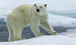 北极熊的知识介绍 北极熊的知识介绍50字
