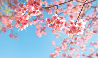 关于樱花的唯美诗句 关于樱花的唯美诗句六字以内
