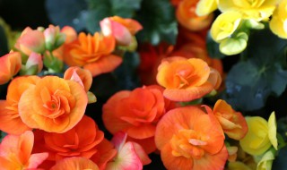赞美海棠花的五言诗句有哪些 赞美海棠花的五言诗句