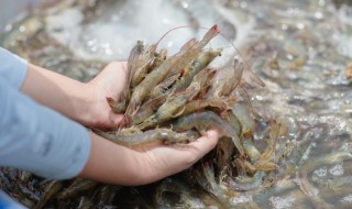 炒干锅虾的做法 炒干锅虾的做法视频