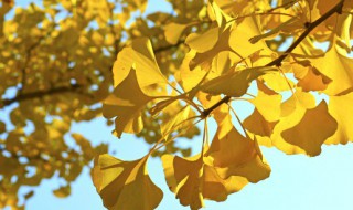 描写秋天银杏树的优美句子大全 描写秋天银杏树的优美句子