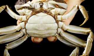 螃蟹如何区分公母 螃蟹如何区分公母以及怎么吃