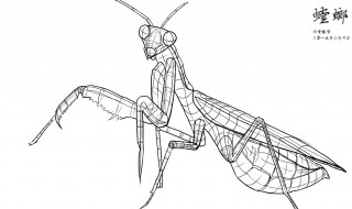 螳螂和铁线虫的关系 螳螂和铁线虫是共生的吗
