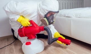 怎么清理家里的蚂蚁最干净 怎么清理家里的蚂蚁