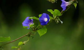 牵牛花藤可以吃吗（牵牛花藤能吃吗）