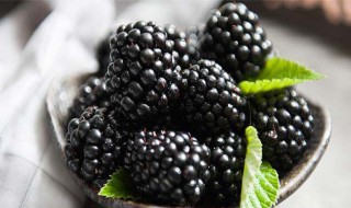 黑莓吃了有什么作用与功效 食用黑莓的禁忌