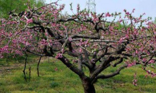 家里真的不能种桃树吗 家里真的不能种桃树吗