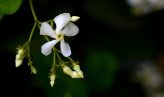 络石花品种多少 络石花品种多少钱一盆