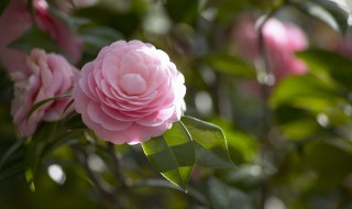 山茶花养殖的禁忌（山茶花养殖技术）