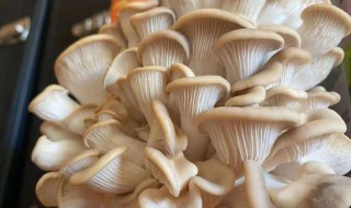 凤尾菇的食用禁忌是什么 凤尾菇的食用禁忌