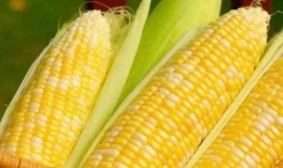 玉米有什么营养 玉米有什么营养和功效
