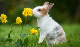 兔子代表女性什么寓意 兔子是什么意思形容女人