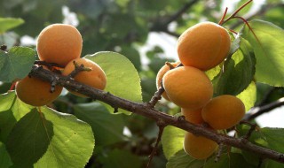 杏的营养价值 杏的营养价值和药用价值