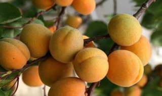杏子的营养价值 杏子的营养价值表