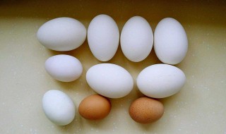 鹅蛋营养价值高还是鸭蛋营养价值高 鹅蛋营养价值