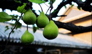 梨子的营养价值和它的作用 梨子的营养价值