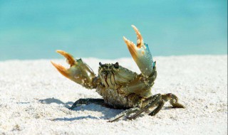 冰箱里刚死的螃蟹能吃吗 刚死的螃蟹能吃吗