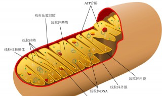 线粒体的作用七年级生物 线粒体的作用