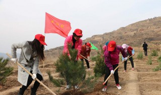 植树造林的宣传标语二年级 植树造林的宣传标语