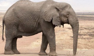 大象的尾巴有什么用 大象的尾巴有什么用处一年级