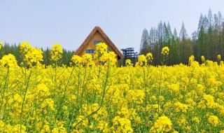 油菜花的形状像什么一样 油菜花的形状像什么