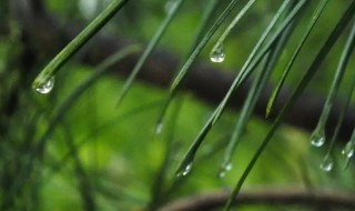 山雨的主要讲什么一句话概括 山雨的主要内容是什么