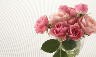 玫瑰有刺才是玫瑰是什么意思 玫瑰有刺因为是玫瑰是什么意思