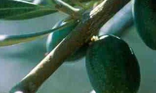 橄榄根的功效与作用及食用方法怎么吃 橄榄根的功效与作用及食用方法