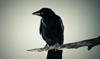 乌鸦的叫声怎么形容 乌鸦的叫声怎么形容?