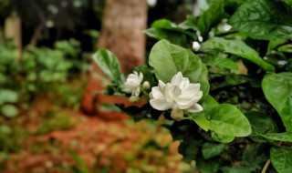 茉莉花种植注意事项（茉莉花种植的注意事项）