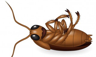 卧室有蟑螂怎么办 卧室有蟑螂怎么办能除根知乎