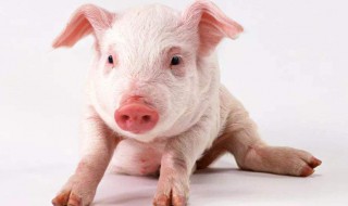孕妇做梦梦到猪是什么意思 做梦梦到猪是什么意思