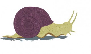 蜗牛的主要身体结构和作用 蜗牛的主要身体结构和作用